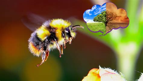 Threats to Beekeeping: Exploring the Impacts of Pesticides and Climate Change