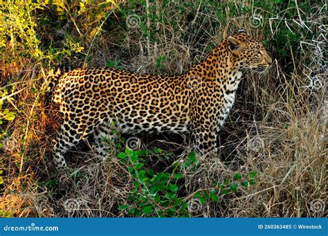 Through the Lens: Discovering the Mesmerizing Elegance of a Panthera pardus in its Natural Habitat