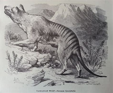 Thylacine in Popular Culture: Its Representation in Literature, Film, and Art