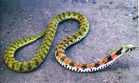 Tiger Snake: A Mystery in the Animal Kingdom