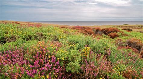 Time of Heather Sea