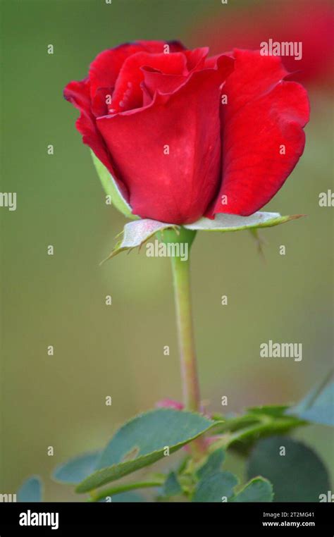 Timeless Beauty: White Petals as a Symbol of Eternal Love