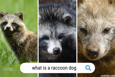 Tips and Techniques for Analyzing and Understanding Your Vision of a Sizeable Raccoon