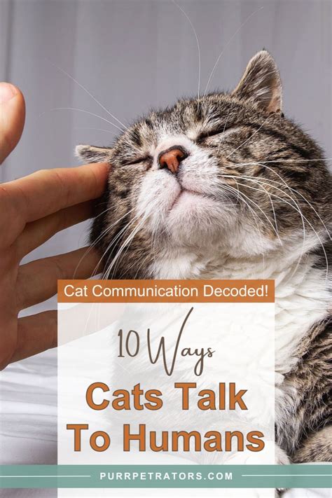 Tips and Techniques for Decoding and Unraveling the Intricacies of Your Feline-Focused Reveries