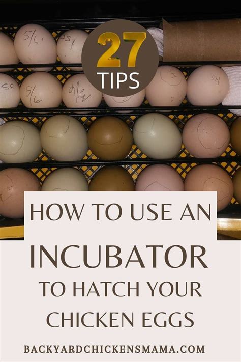 Tips and Tricks for a Successful Egg Incubation Experience