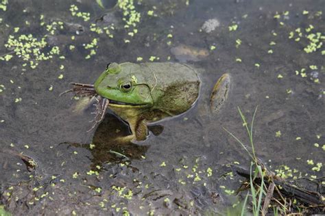 Tips for Analyzing and Acting Upon Frog Feeding Dreams