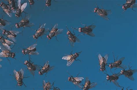 Tips for Analyzing and Decoding Your Dream about a Swarm of Flies