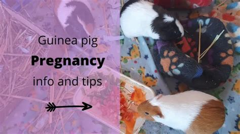 Tips for Analyzing and Reflecting on Dreams About Beloved Deceased Guinea Pals