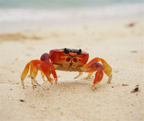 Tips for Analyzing and Understanding the Symbolism in Your Crab-related Dreams