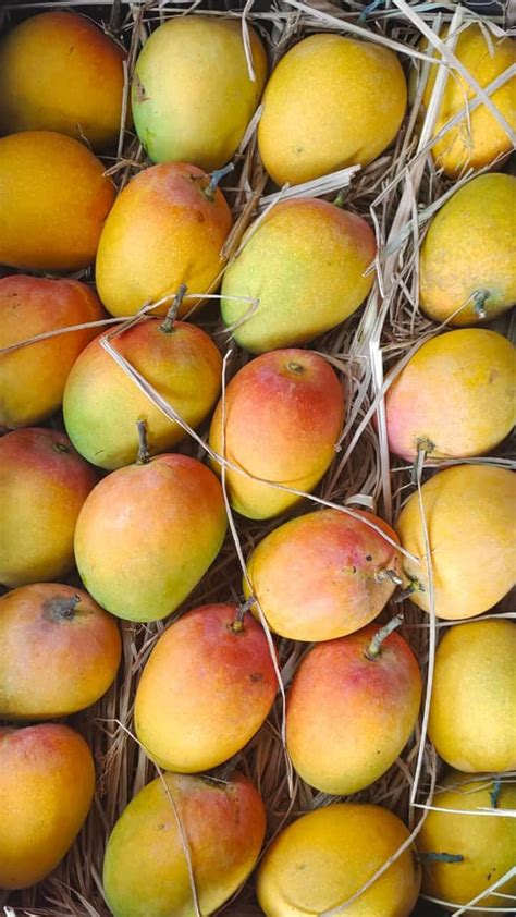 Tips for Choosing Ripe and Juicy Mangoes at the Market