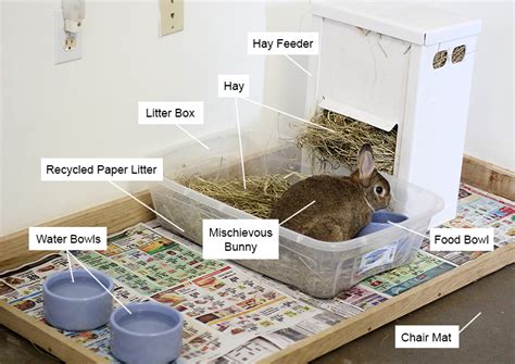 Tips for Creating a Rabbit-Friendly Environment in Your Home