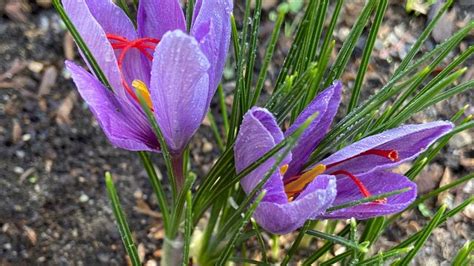 Tips for Cultivating a Healthy Saffron Plant