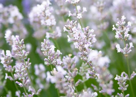 Tips for Cultivating and Tending to Alabaster and Lavender Blossom Varieties