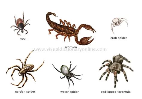 Tips for Deciphering and Analyzing Your Arachnid Reverie