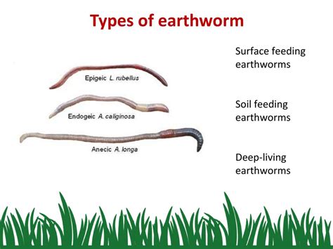 Tips for Deciphering and Responding to Visions of Earthworms on the Surface