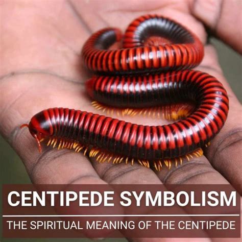 Tips for Decoding Dream Messages: Understanding the Symbolic Associations of Centipedes and Millipedes