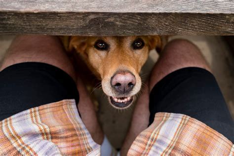 Tips for Decoding and Applying the Messages of Dreams Involving Dog Bites on the Hand