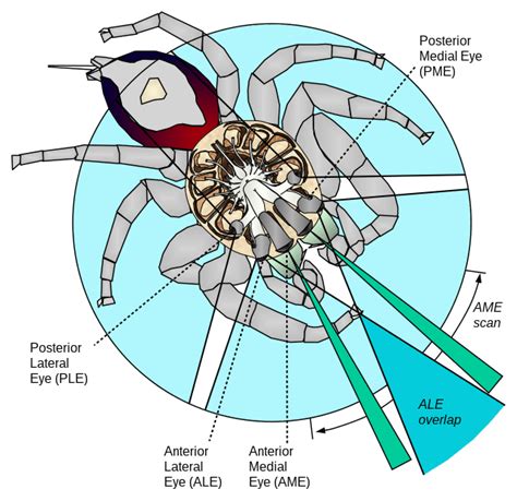 Tips for Decoding and Comprehending Your Spider Visions