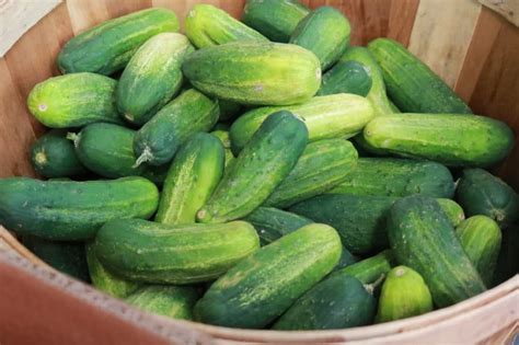 Tips for Discovering the Finest Cucumbers