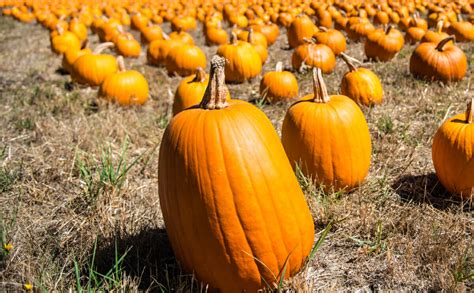 Tips for Finding the Perfect Autumn Pumpkin