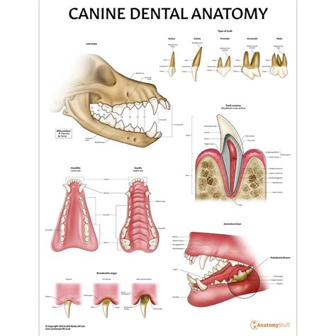 Tips for Improving Recollection of Dreams and Analyzing Symbolism of Canine Dental Structure