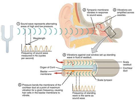 Tips for Interpreting Messages from Dreams Featuring Fluid in the Auditory Canal