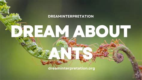 Tips for Interpreting and Understanding the Symbolism Behind Your Flying Ant Capture Dreams