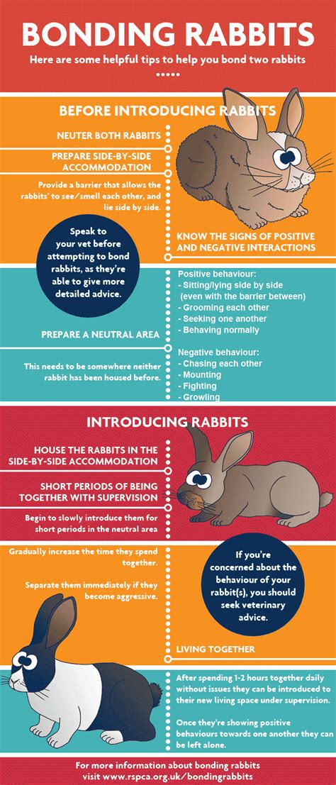 Tips for Introducing Your Rabbit to Other Pets