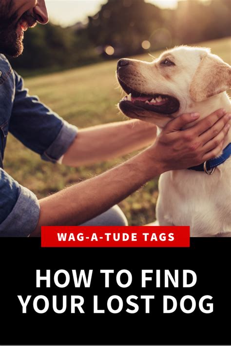 Tips for Locating Your Missing Canine Companion