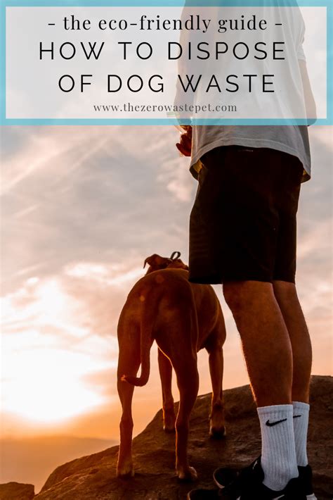 Tips for Managing Canine Waste: The Definitive Guide