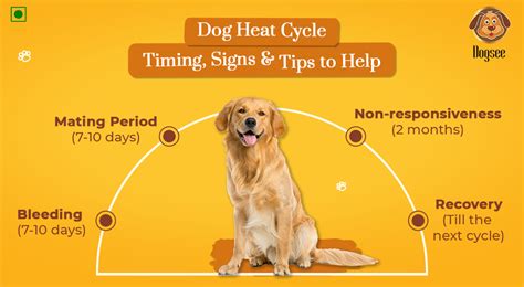 Tips for Managing the Heat Cycle in Female Canines