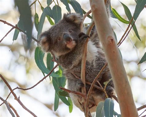 Tips for Planning a Trip to Encounter Wild Koalas