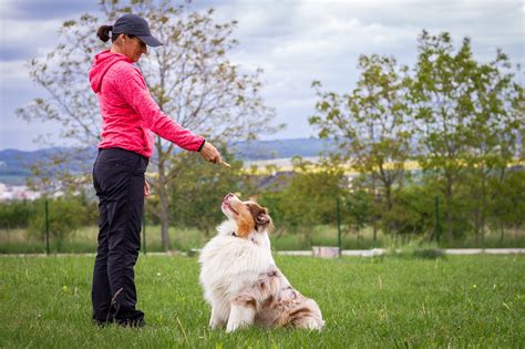 Tips for Successfully Training Your New Canine Companion