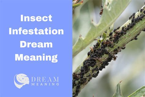 Tips for Understanding and Analyzing Your Dreams Involving Insects in the Intimate Area