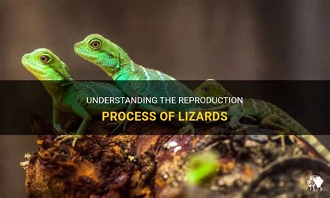 Tips for Understanding and Processing Dreams Portraying Lizard Reproduction