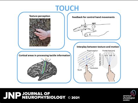 Touch Test: Sensing the Texture of Mature Plantains