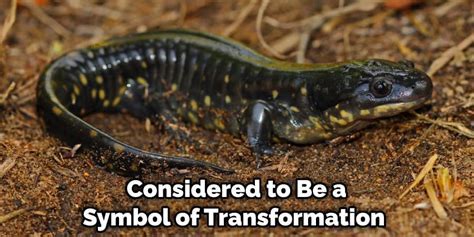 Tracing the Evolution of Salamander Symbolism