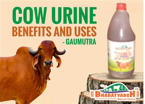 Traditional Medicinal Uses of Bovine Urine