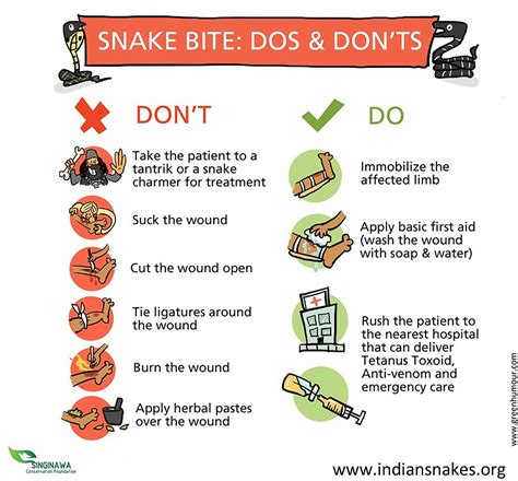 Treating Coral Snake Bites: Immediate Actions to Take