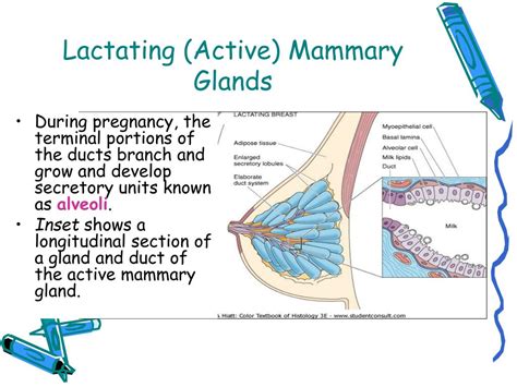 Triggers and Causes behind the Spontaneous Flow of Milk from the Mammary Glands during Dreams