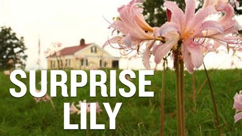 Trivia and Fun Facts about Lily Marie