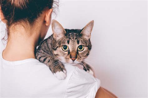 Troubleshooting: Overcoming Feline Resistance to Affectionate Embrace