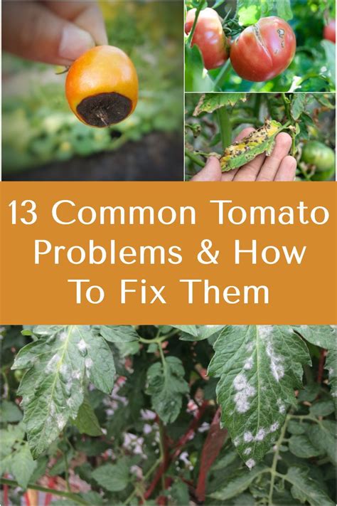 Troubleshooting Common Issues with Tomato Plants