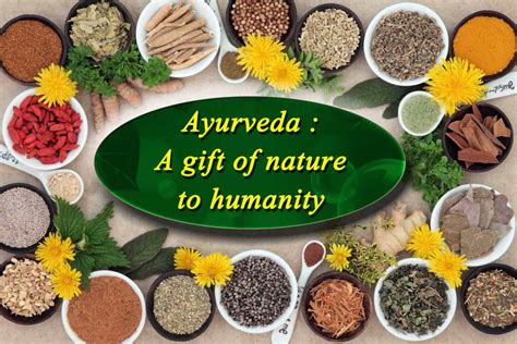 Tulsi in Ayurveda: Exploring its Role in Traditional Indian Medicine