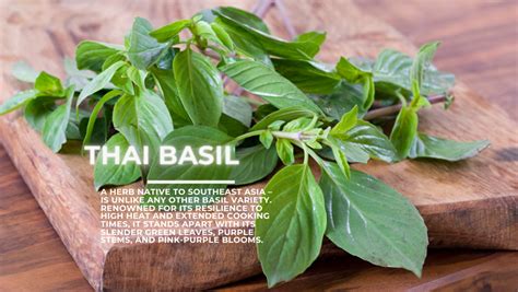 Tulsi in Cuisine: Innovative Recipes to Harness the Flavor and Nutritional Power of this Versatile Herb