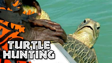 Turtle Hunting: Traditional Methods and Modern Concerns