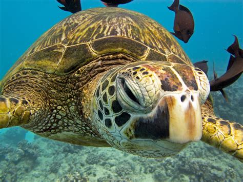 Turtle Species: A Kaleidoscope of Colors and Patterns