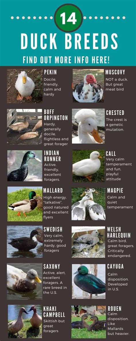 Types of Ducks: Selecting the Ideal Breed for You