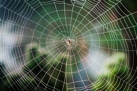 Types of Spider Webs: A Glimpse into the Astonishing Variety