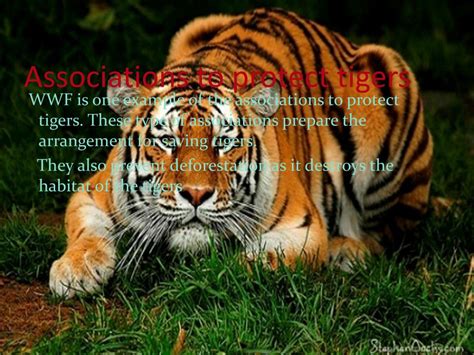 Unconscious Associations with Tigers